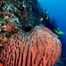 sponge_barrel_jg_v_0705_png0818.jpg